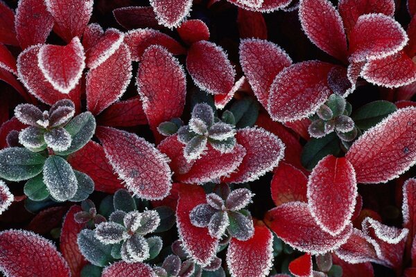 Frost-covered red leaves