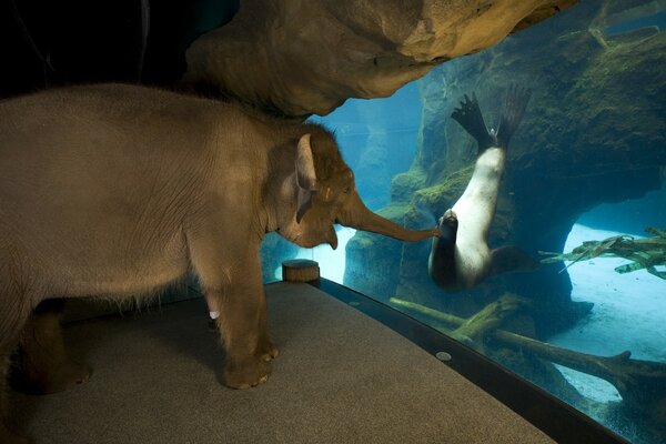 Un elefante intenta hacerse amigo de una foca