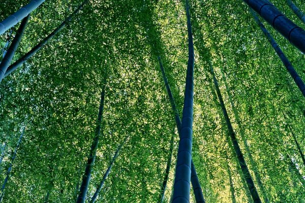 Long and strong bamboo trunks