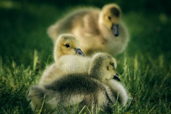 Hermosos patitos sentados en la hierba