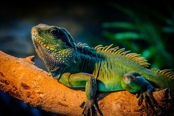 Beautiful iguana crawling on a tree