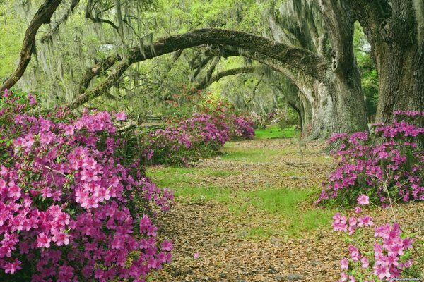 Azaleen in einem Wald in South Carolina