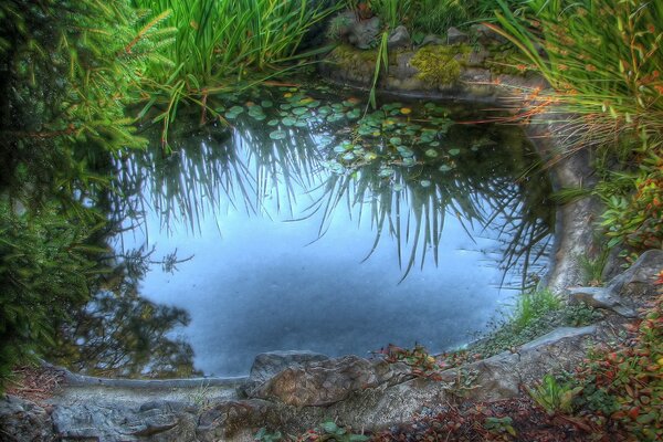 Flaque d eau au milieu de l herbe et des pierres