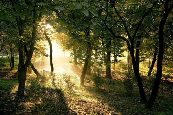 La lumière du soleil se fraye un chemin à travers les arbres