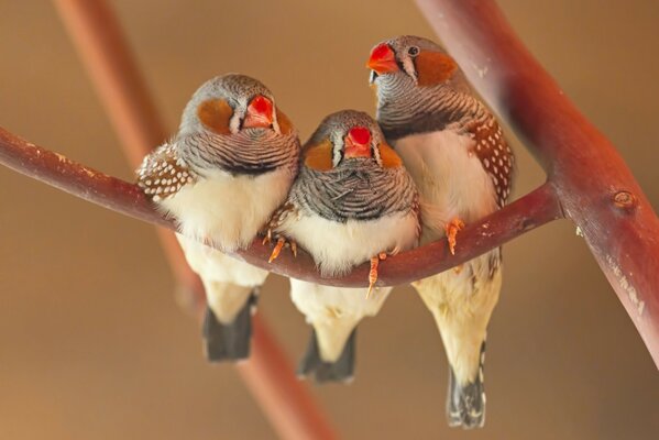 Hermosos pájaros sentados en un árbol