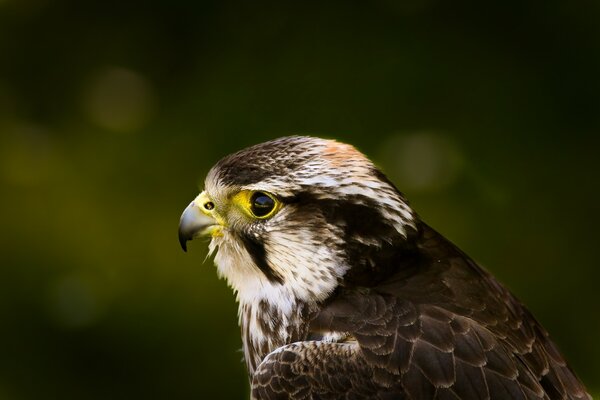 A predatory hawk rests after hunting