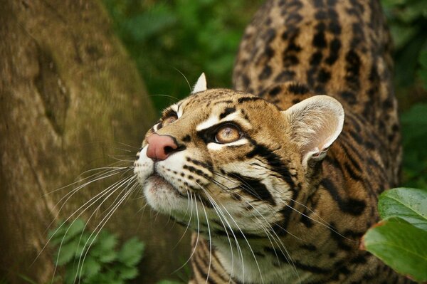 Hermoso gato salvaje en la naturaleza