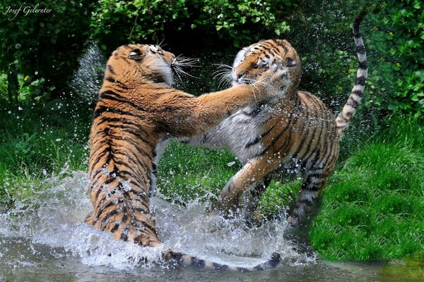 Dos tigres salvajes luchan en el agua