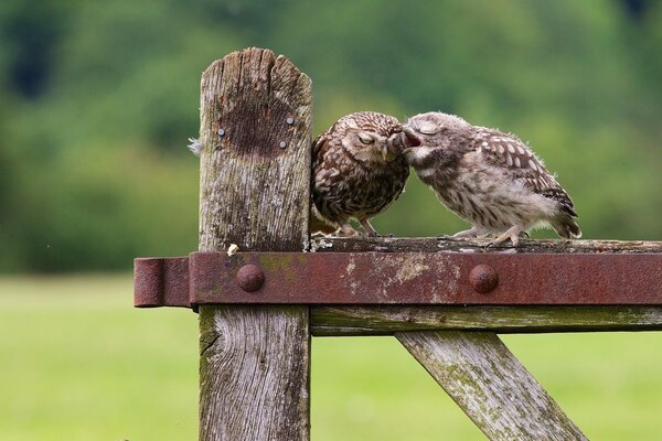 Tenderness of owl chicks on the hedge