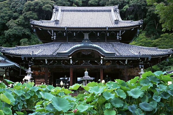 Ein Tempel in einem dichten Wald in Japan