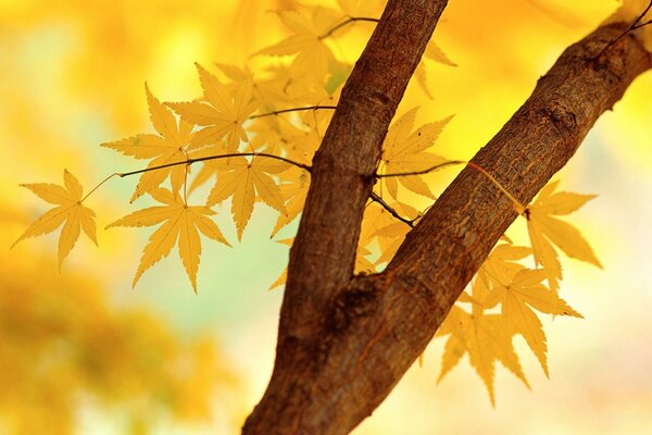 Pinched autumn. Maple leaves