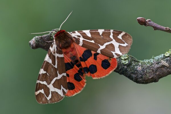 Beau papillon assis sur une branche