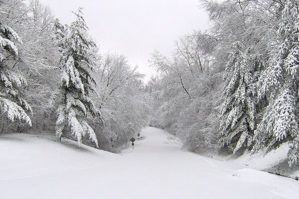 Snow-covered winter road in the forest