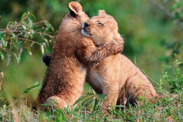 Deux petits lionceaux câlins