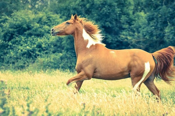 Beau cheval galopant dans la clairière