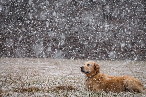 Chien dans le champ sur la neige