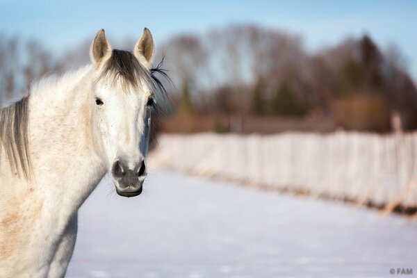 A white horse stands on a winter road