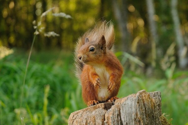 Abgeholzter Stumpf , mit stehendem Eichhörnchen