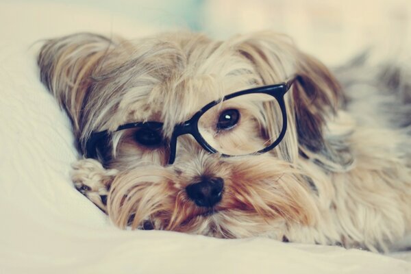 Yorkshire Terrier se trouve dans des lunettes