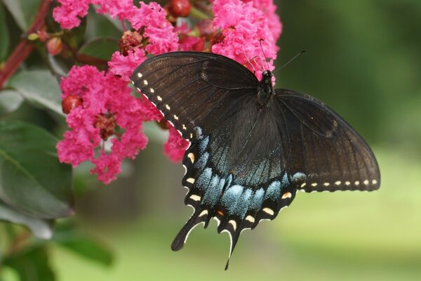 La mariposa se sienta en una flor rosa