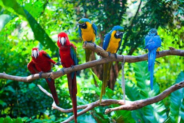 Parrots are sitting on a tree branch