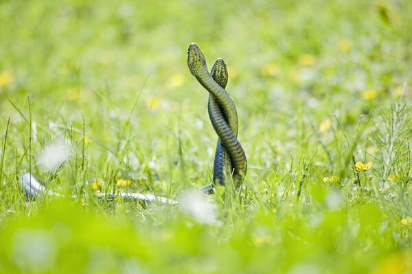 Serpents entrelacés dans l herbe