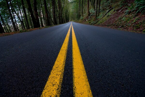 Marking on the road in the green forest