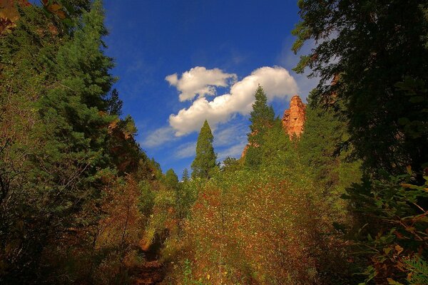 Sentier vert dans le ciel bleu