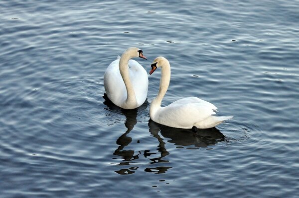 Para los cisnes blancos, el agua