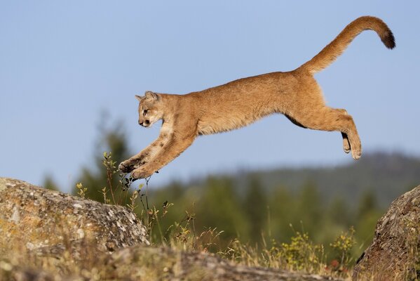 A beautiful jump from the cat