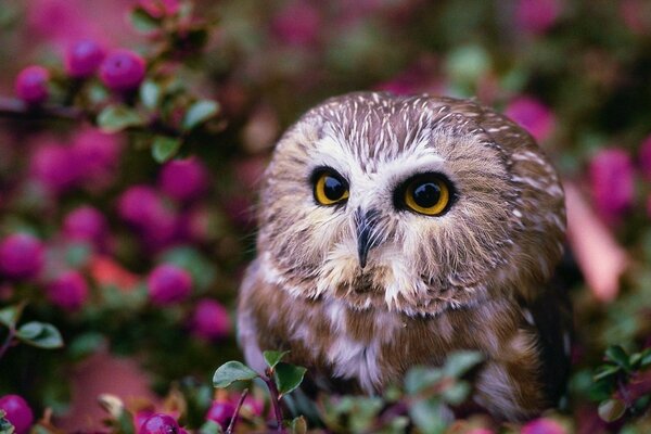 Owl tree flowers