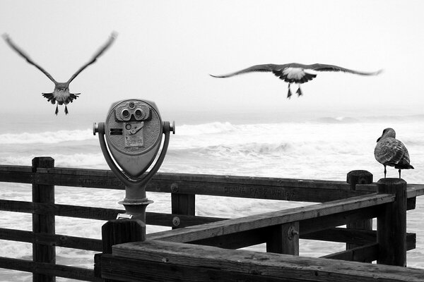 Embarcadero blanco y negro con gaviotas