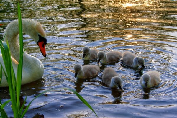 Hierba para polluelos de cisne