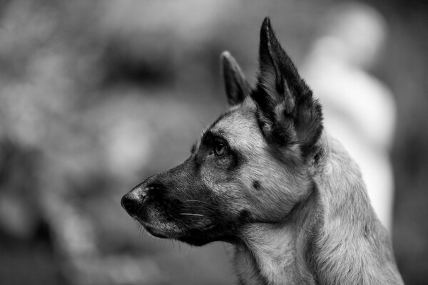 Photo noir et blanc d un chien de berger