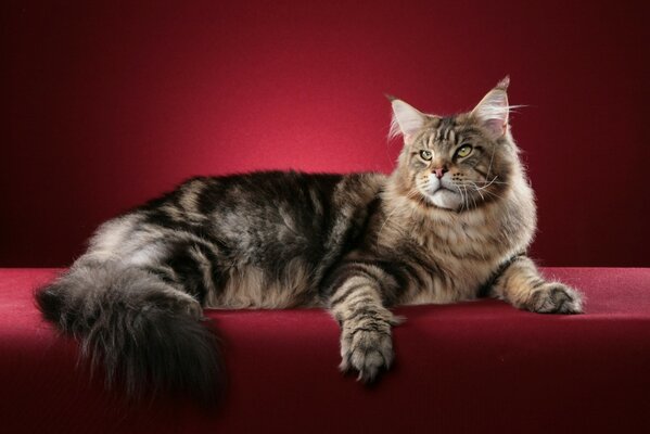 Gatto maine coon in mostra