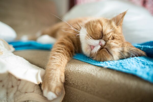 Rousse chat dort sur le canapé