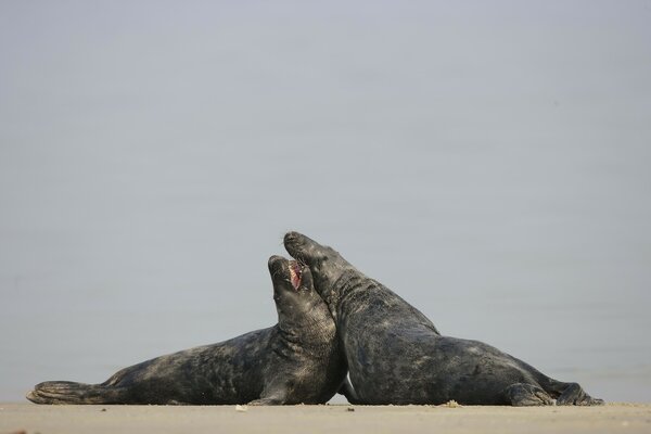 Dos focas se aman