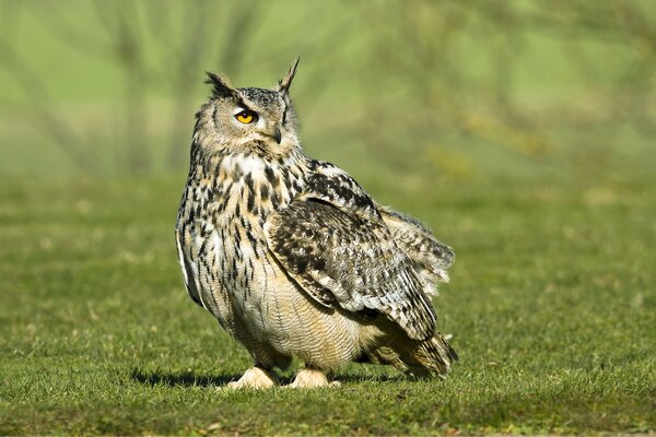 Owl, European owl , beauty