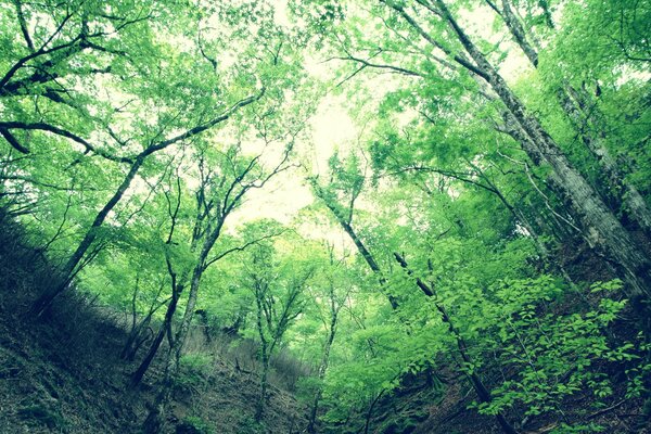 Sky from the gorge in the green forest