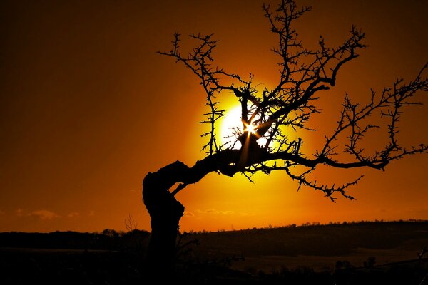 Il sole al tramonto splende attraverso i rami di un albero