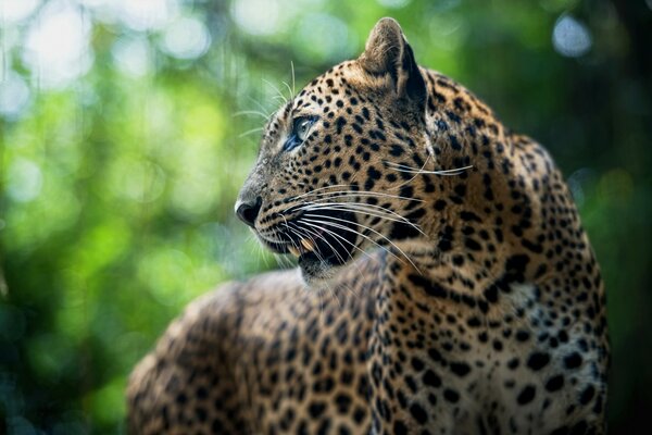 A beautiful leopard looking into the distance