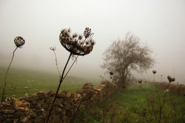 Hierba alta y niebla