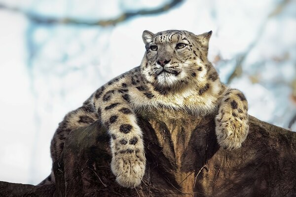 El leopardo descansa sobre la piedra