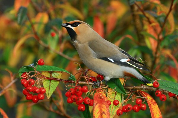 Der Vogel des Wilden sitzt auf einem Ast