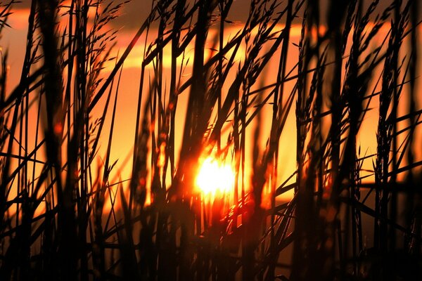 Auf dem Feld der Begegnung des Sonnenuntergangs spazieren gehen