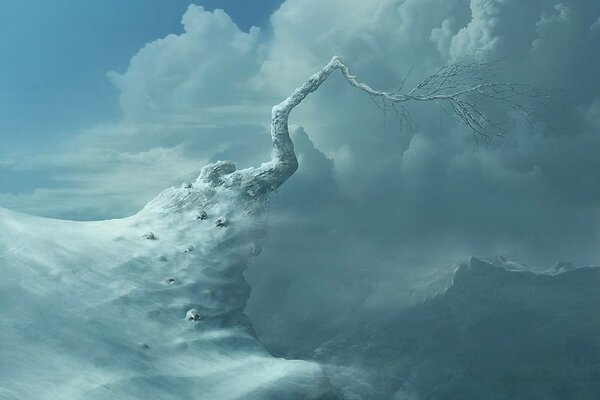 An icy tree on the edge of a snowy mountain