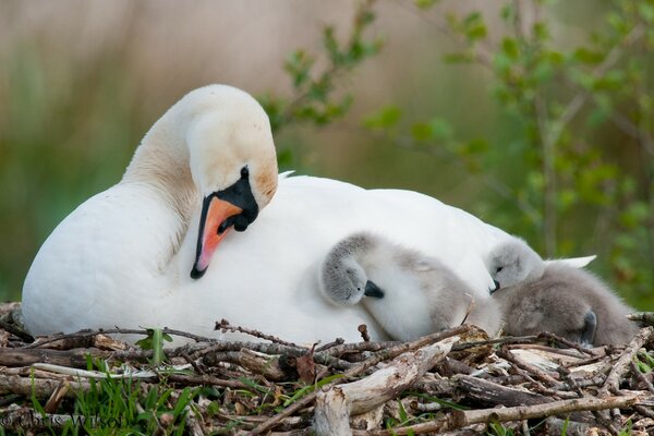 Ein unglaublich schöner Schwan mit seinen Kindern