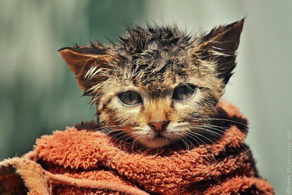 A wet cat in a towel is saddened