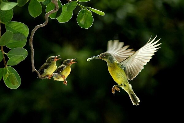 Colibrì che allatta i pulcini