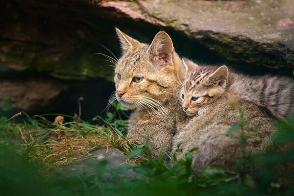 Gefährliche Wildkatzen: Mutter und Jungtier